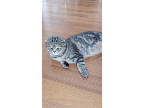 Dişi scottish fold (ücretsiz sahiplendirme)