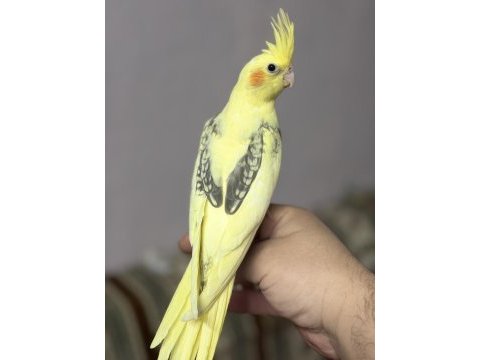 Ele ve insana çok alışık yavru sultan papağanı
