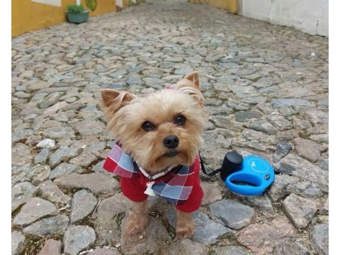 Uyguna wc eğitimli bakımlı köpeğimiz