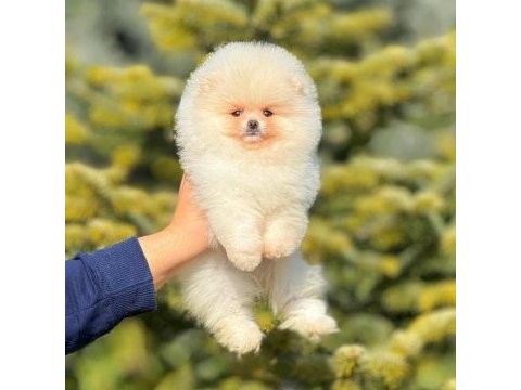 Ayı surat pomeranian