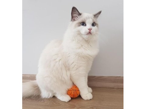 Sahibinden safkan secereli ragdoll bicolor erkek yavruları