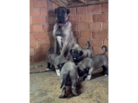 Safkan kangal yavruları