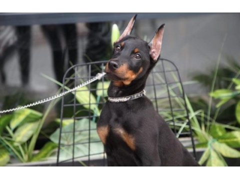 Kalite doberman yavrular