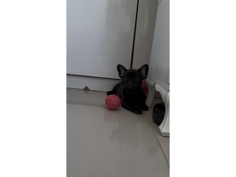 Kusursuz güzellikte french bulldog