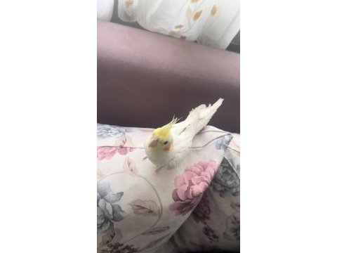 Çok konuşan kuşumuz geveze ilanda