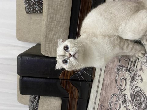 Dişi scottish fold
