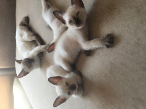 Safkan klasik kırık kuyruk siyam bebeklerime yuva arıyorum