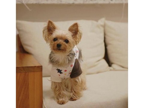 Gold silver renk yorkshire terrier
