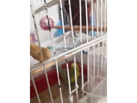 Muhabbet kuşu her şey yanında hediye