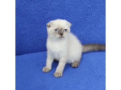 Teslime hazır mükemmel bir scottish fold