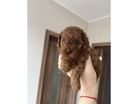 Harika poodle köpeği