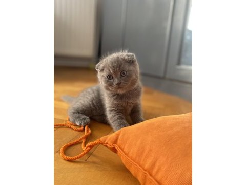 1,5 aylık erkek scottish fold ve straight