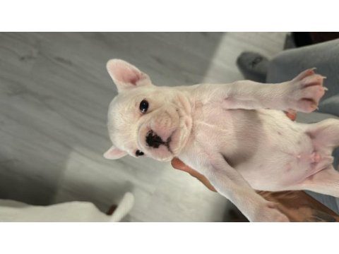 French bulldog yavruları