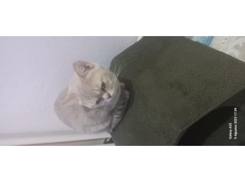 Sahiplendirilecektir british shorthair