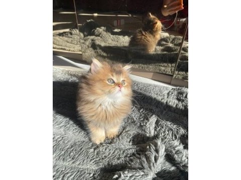 Safkan golden british longhair