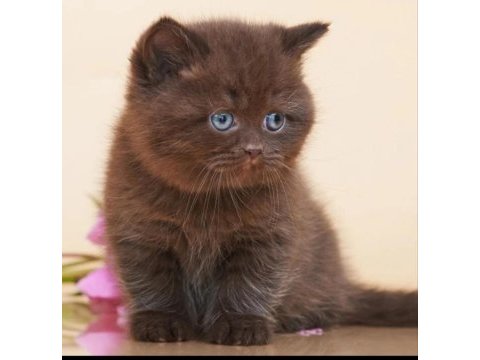 Ayıcık suratlı chocolate british shorthair  