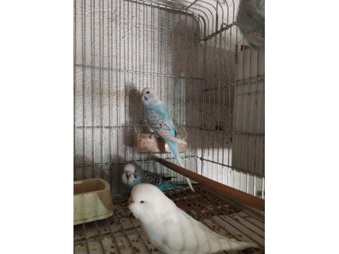 40 günlük alıştırmalık jumbo kırığı muhabbet kuşu yavrular