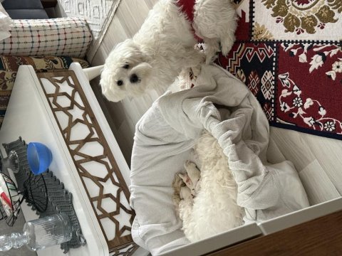 Maltese terrier 0 numara yeni yavrular