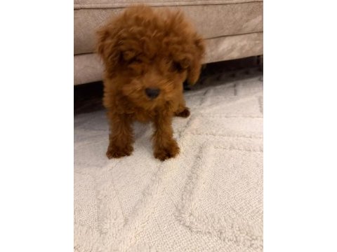 4 aylık toy poodle erkek tüm eşyaları ile verilecektir