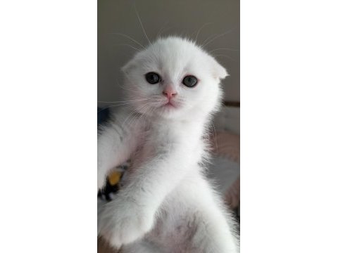 Scottish fold yavrular