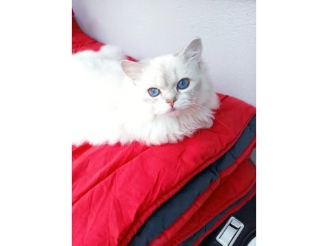 British longhair 8 aylık