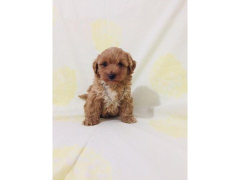 Maltipoo canlarım ev üretimi orijinal
