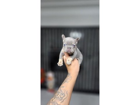 Exotic mükemmel kalite french bulldog yavrularim