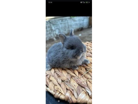 Orjinal hollanda cücesi tavşanlarımız