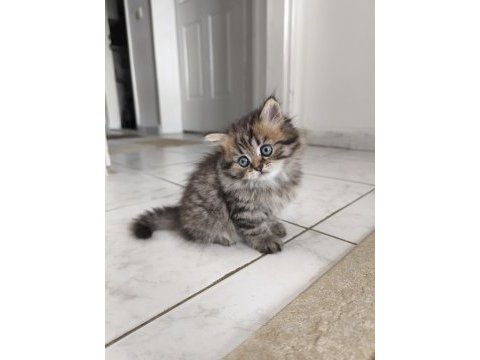 Birbirinden güzel 4 sevimli yavru kedimiz