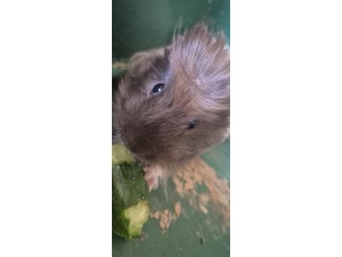 2 aylık erkek ginepigler