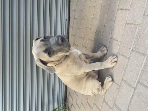 5 aylık cane corso aşıları tam temel komutları biliyor