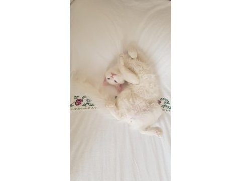 9 aylık boncuk mavisi deli çocuk kedimiz