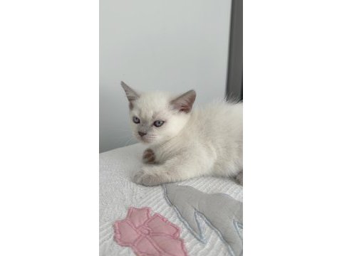 British shorthair 55 günlük