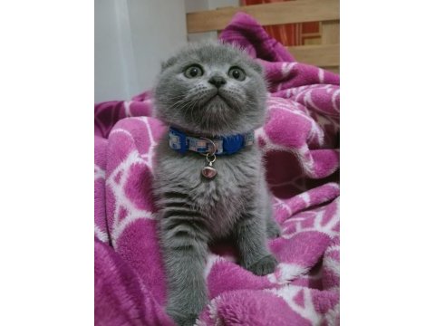 Top kafa ayı surat scottish fold oyuncu bebeğimiz