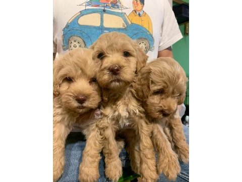 Orjinal teacup maltipoo yavrular