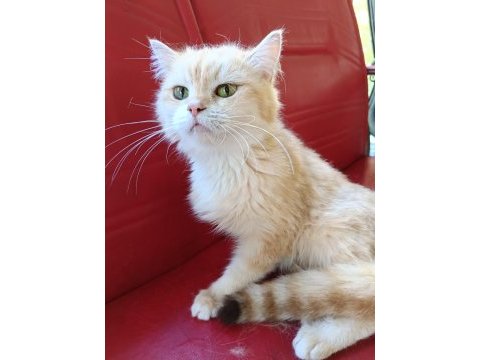 Orjinal ırk 2 yaşında longhair shorthair dişi kediler