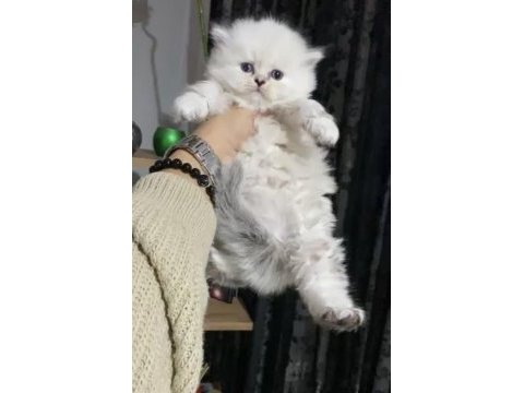 Dişi erkek orjinal ırk yavru kedilerimiz