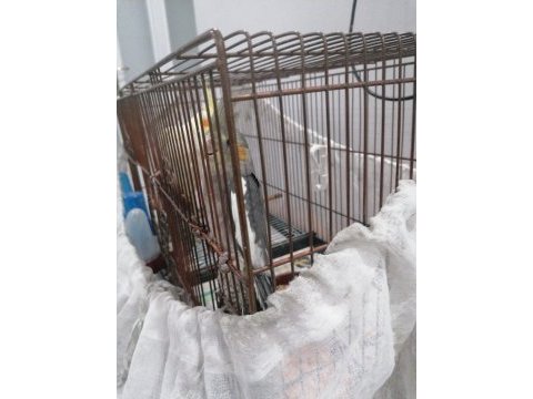 3 aylık lutino ve grey sultan papağanı