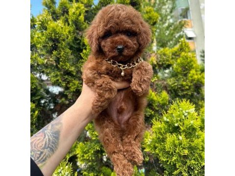 Safkan toy poodle bebekler
