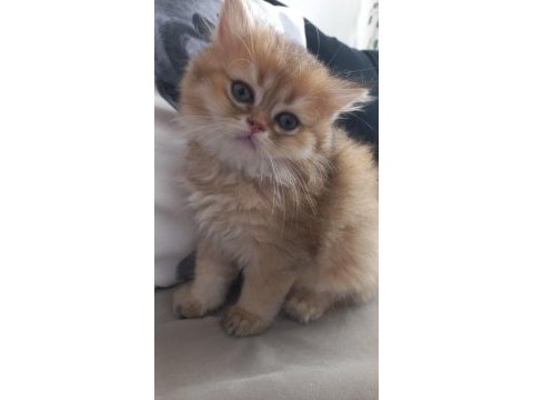 Golden n12 efsane british longhair güzellik