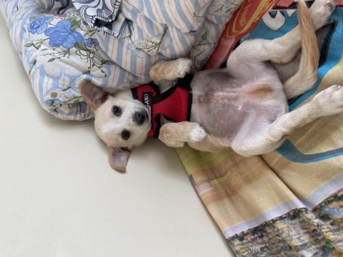 3 aylık erkek deer head chihuahua