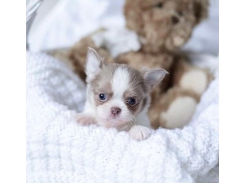 Xs dişi erkek safkan chihuahua yavrularımız