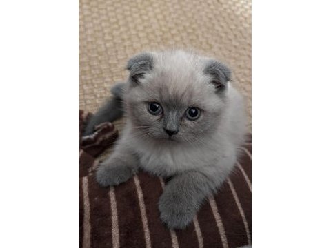 Blue point kedimiz