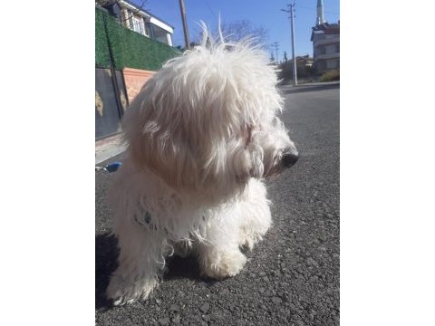 8 aylık köpeğimiz acil verilecektir
