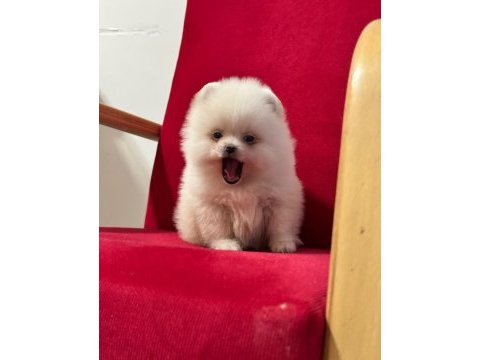 3 aylık pomeranian yavru