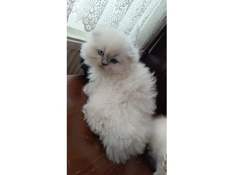 14 ocak doğumlu sağlıklı eğitimli scottish fold kediler