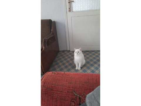 British shorthair silver point