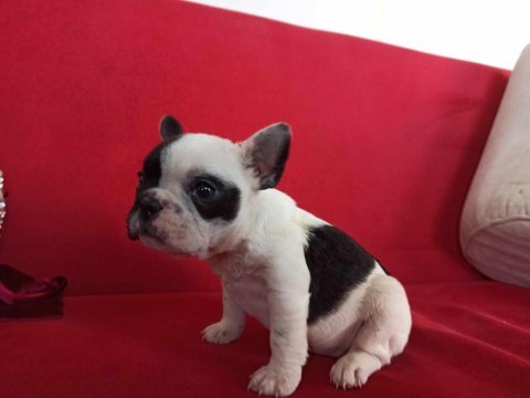 A kalite maskeli french bulldog yavrularımız