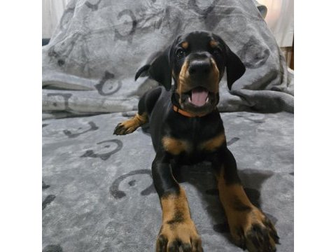 Teslime hazır doberman yavruları