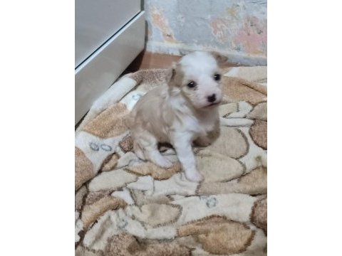 Yeni yavru köpeklerimiz sahiplerini bekliyorlar